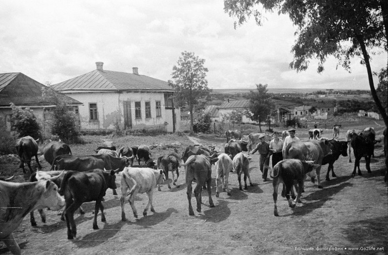 Khung canh cac lang que Ukraine thoi Lien Xo thap nien 1950-Hinh-16